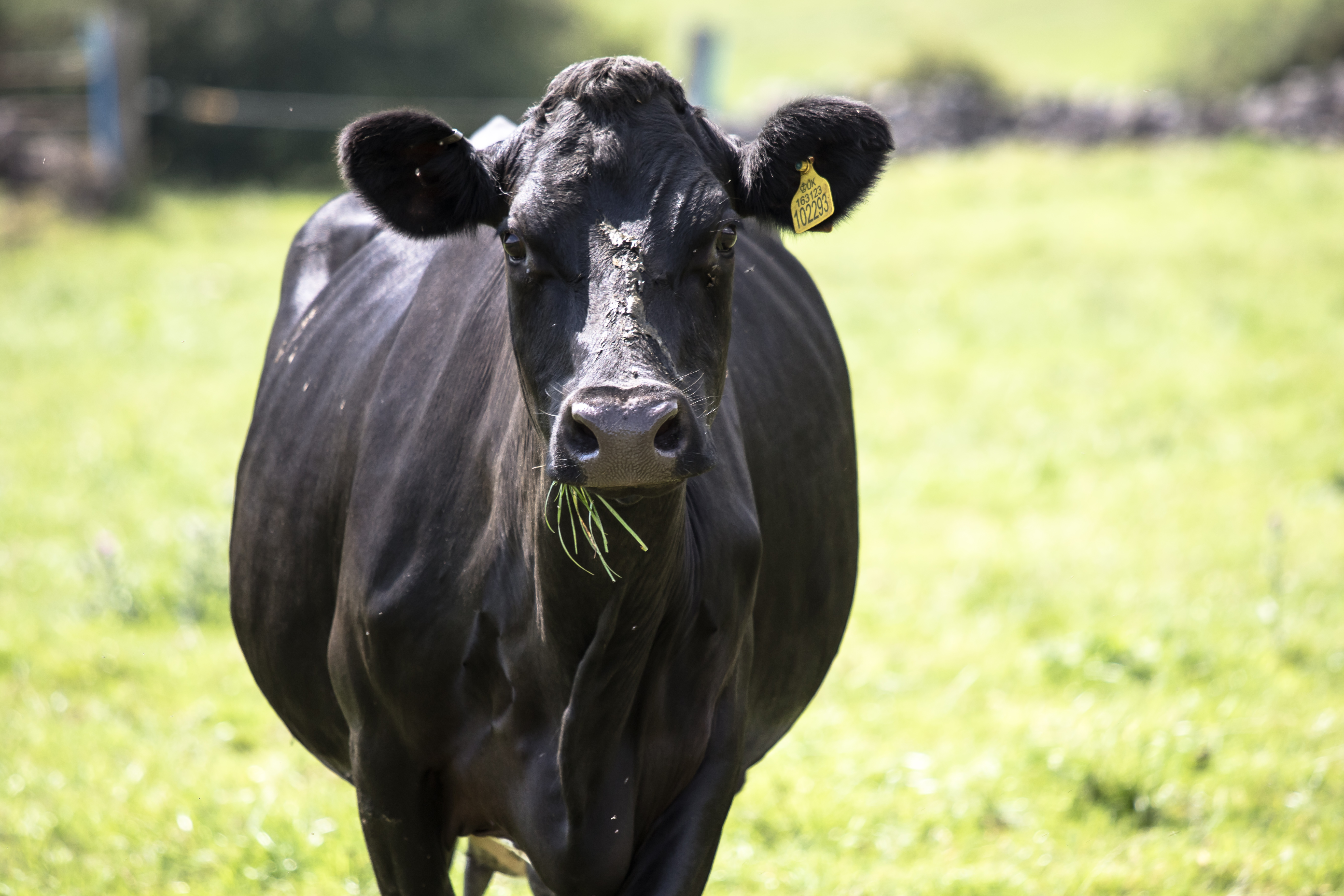 a black cow with a tag on its ear
